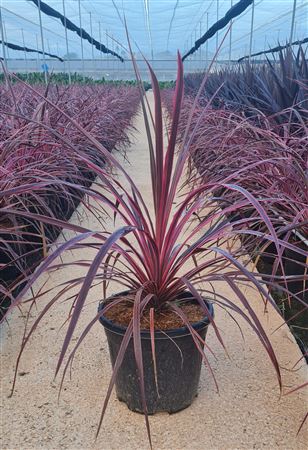 Cordyline Salsa |  P.30cm -  H.100 cm