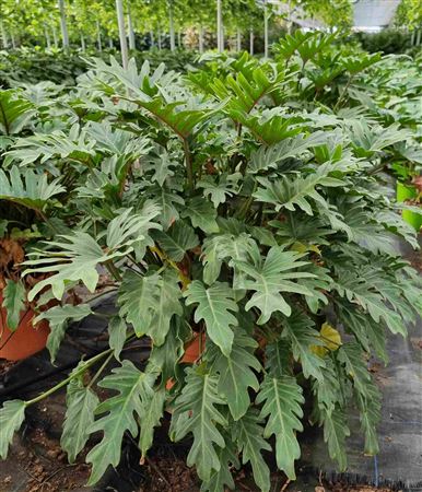 Philodendron Xanadu |  P.30cm -  H.110 cm