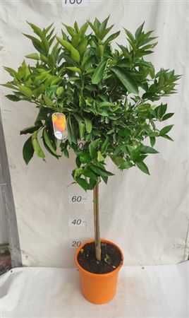 Citrus Reticulata Mandarin |  P.30cm -  H.160 cm