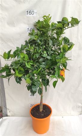 Citrus Sinensis Orange |  P.30cm -  H.160 cm