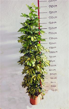 Schefflera Arboricola Dalton |  P.30cm -  H.180 cm