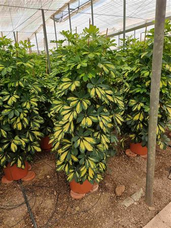 Schefflera Arboricola Gold Capella Group |  P.33cm -  H.180 cm