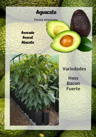 Aguacate Hass - 35cm |  P.35cm -  H.200 cm