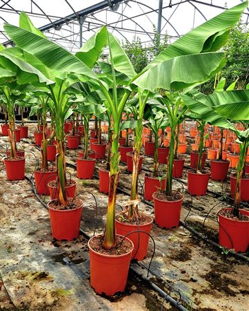 Musa Basjoo |  P.35cm -  H.160 cm