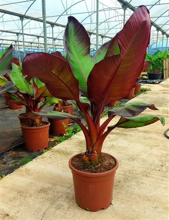 Musa Maurelli |  P.35cm -  H.170 cm