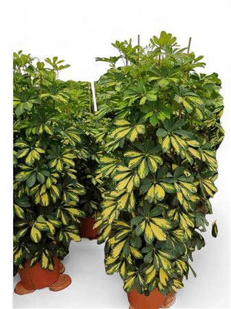Schefflera Arboricola Gold Capella Group |  P.35cm -  H.180 cm