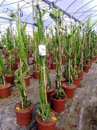 Pitahaya - 35cm |  P.35cm -  H.250 cm