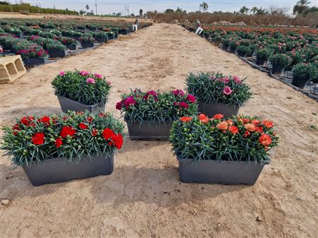 Dianthus carnelia rectangular pot |  P.40cm -  H.40 cm