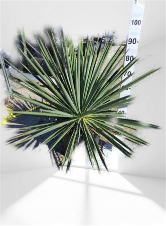Yucca Flaccida 30Ltr |  P.40cm -  H.80 cm