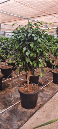 Ficus Benjamina Danielle stam |  P.40cm -  H.140 cm