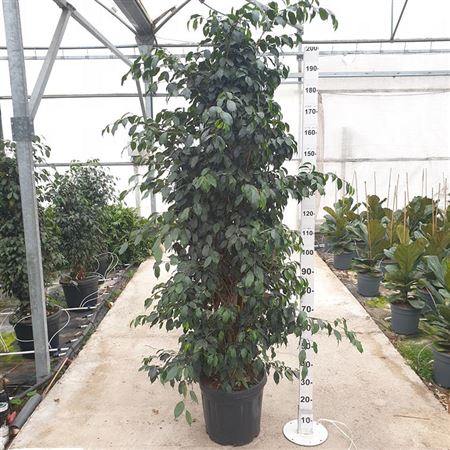 Ficus Benjamina Danielle |  P.40cm -  H.210 cm