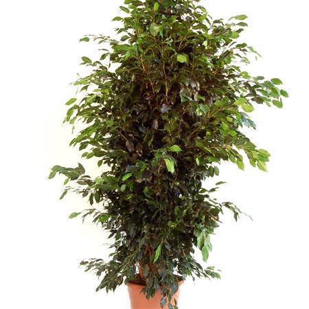 Ficus Benjamina Danielle 1PP |  P.45cm -  H.240 cm