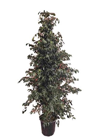 Ficus Benjamina Danielle 1PP |  P.45cm -  H.300 cm