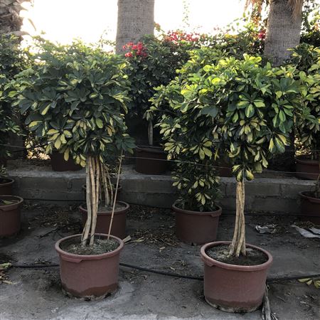 Schefflera Arboricola Dalton Copa |  P.50cm -  H.150 cm
