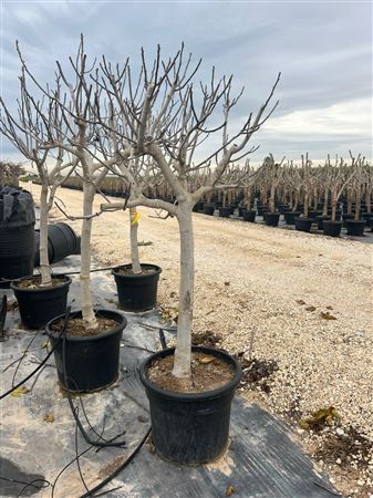 Ficus carina P 50cm - H 180/200cm |  P.50cm -  H.180 cm