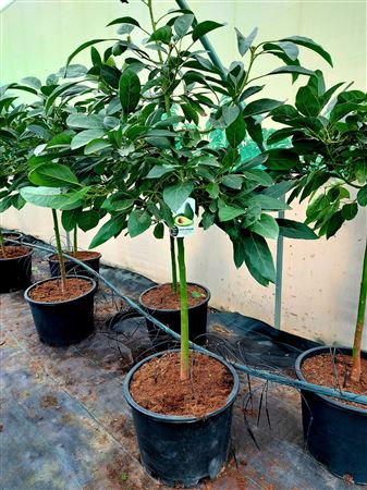 Aguacate Hass - 60cm |  P.45cm -  H.180 cm