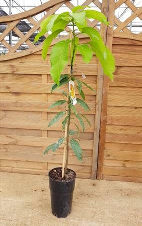 Mango - 5 Ltr |  P.22cm -  H.80 cm