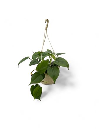 Philodendron Scandens Hang | Colgar |  P.15cm -  H.30 cm