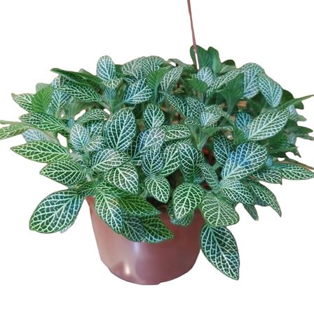 Fittonia albivenis Hang | Colgar |  P.15cm -  H.40 cm