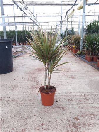 Dracaena Marginata Bicolor | 30.15 |  P.16cm -  H.60 cm
