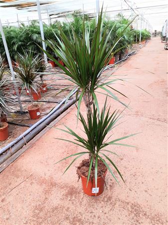 Dracaena Marginata Bicolor | 45.15 |  P.17cm -  H.80 cm