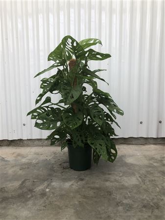 Monstera Obliqua 'leichtlinii' |  P.17cm -  H.60 cm