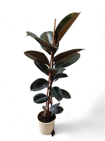 Ficus Elastica Abidjan 1PP |  P.17cm -  H.90 cm