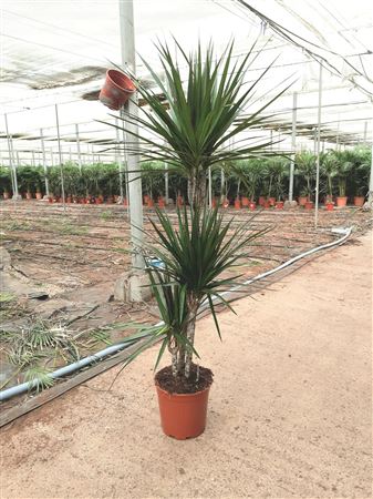 Dracaena Marginata Bicolor | 60.30.15 |  P.20cm -  H.90 cm