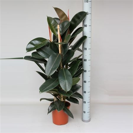 Ficus Elastica Abidjan 2PP |  P.20cm -  H.90 cm