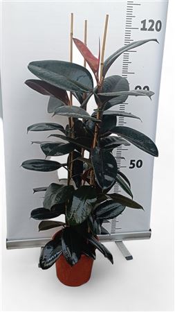 Ficus Elastica Abidjan 3PP |  P.20cm -  H.90 cm