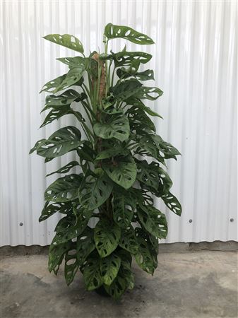 Monstera Obliqua 'leichtlinii' |  P.22cm -  H.100 cm