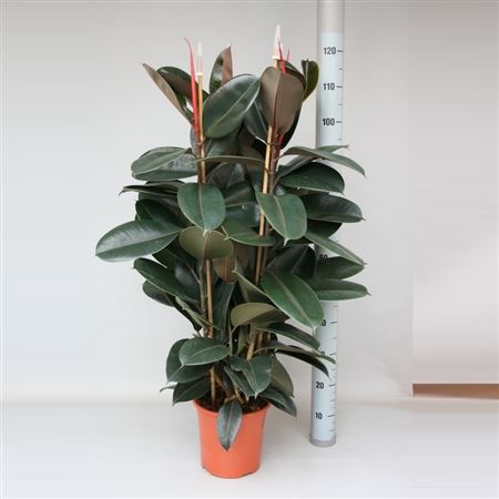 Ficus Elastica Abidjan 2 PP |  P.22cm -  H.120 cm