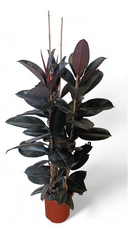 Ficus Elastica Abidjan 3 PP |  P.22cm -  H.120 cm