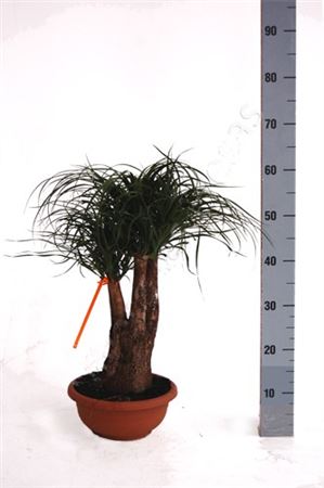 Beaucarnea Branched 18" |  P.25cm -  H.45 cm
