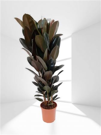 Ficus Elastica Abidjan 3 PP |  P.25cm -  H.150 cm