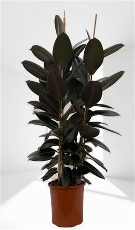 Ficus Elastica Abidjan 2 PP |  P.25cm -  H.150 cm