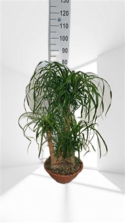 Beaucarnea Branched 24" |  P.30cm -  H.60 cm