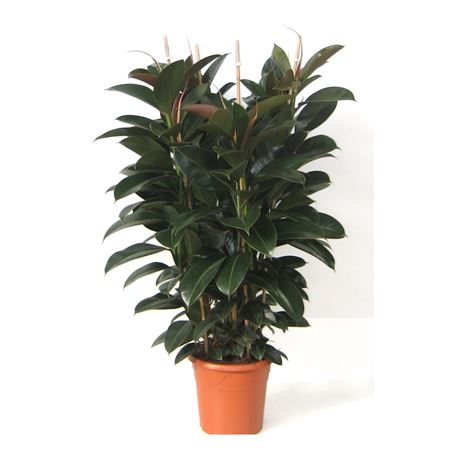 Ficus Elastica Abidjan 3 PP |  P.30cm -  H.150 cm