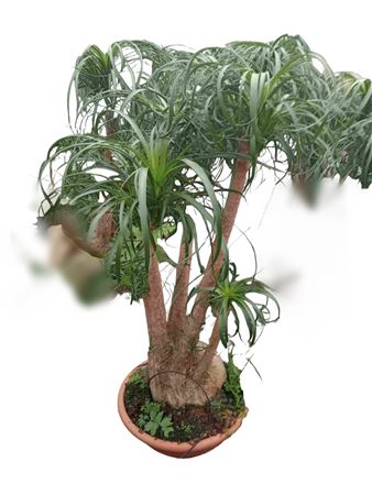 Beaucarnea Branched 36" |  P.35cm -  H.75 cm