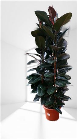 Ficus Elastica Abidjan 3 PP |  P.35cm -  H.180 cm