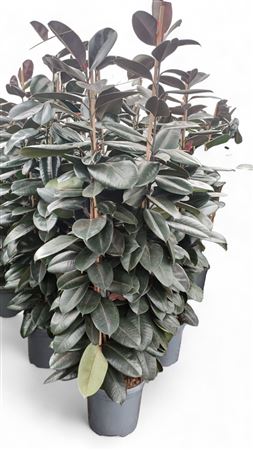 Ficus Elastica Abidjan 3 PP |  P.40cm -  H.210 cm