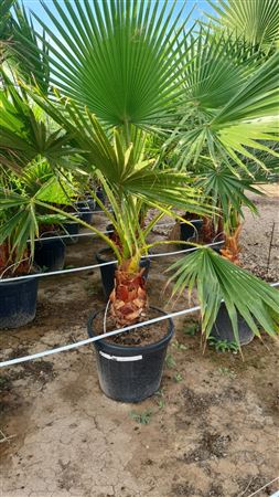 Washingtonia robusta 55L |  P.45cm -  H.180 cm