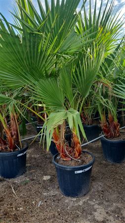 Washingtonia robusta 55L GROUP |  P.45cm -  H.160 cm