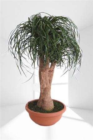 Beaucarnea Branched 48" |  P.50cm -  H.120 cm