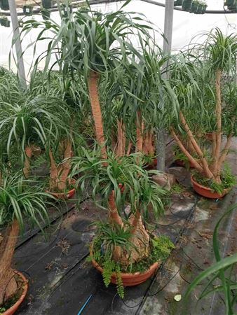 Beaucarnea Branched 60" |  P.60cm -  H.160 cm