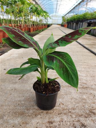 Musa Acuminata |  P.13cm -  H.