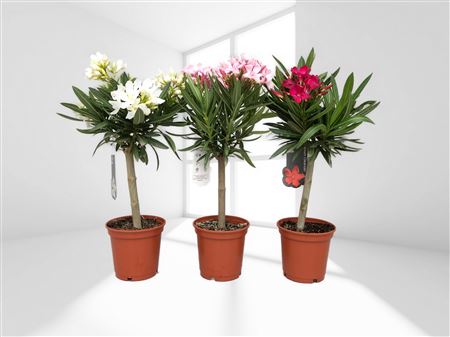 Nerium Oleander Stam 40-50cm |  P.14cm -  H.50 cm