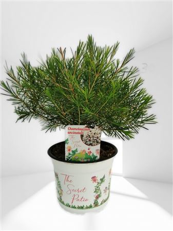 Chamelaucium - Waxflower |  P.15cm -  H.40 cm