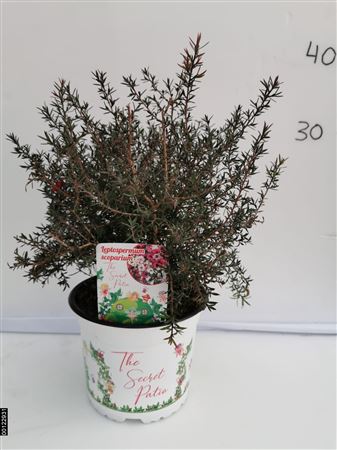 Leptospermum scoparium |  P.15cm -  H.40 cm