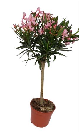 Nerium Oleander Stam 70-80cm |  P.18cm -  H.80 cm